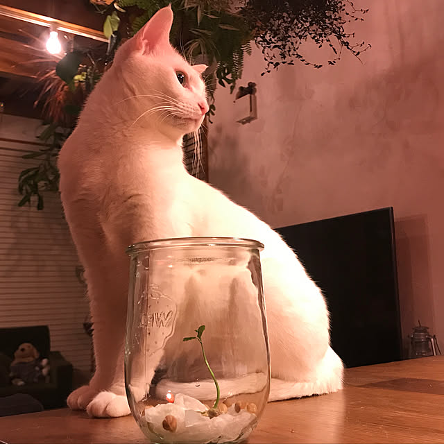sakurasakuさんの実例写真