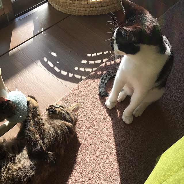 mikomaruさんの実例写真