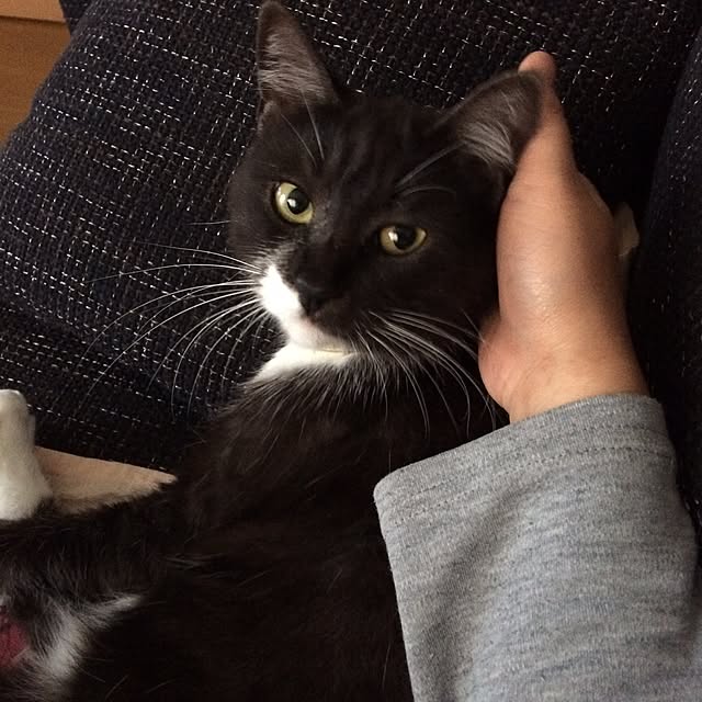 afroさんの実例写真