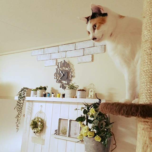 chatnoirさんの実例写真