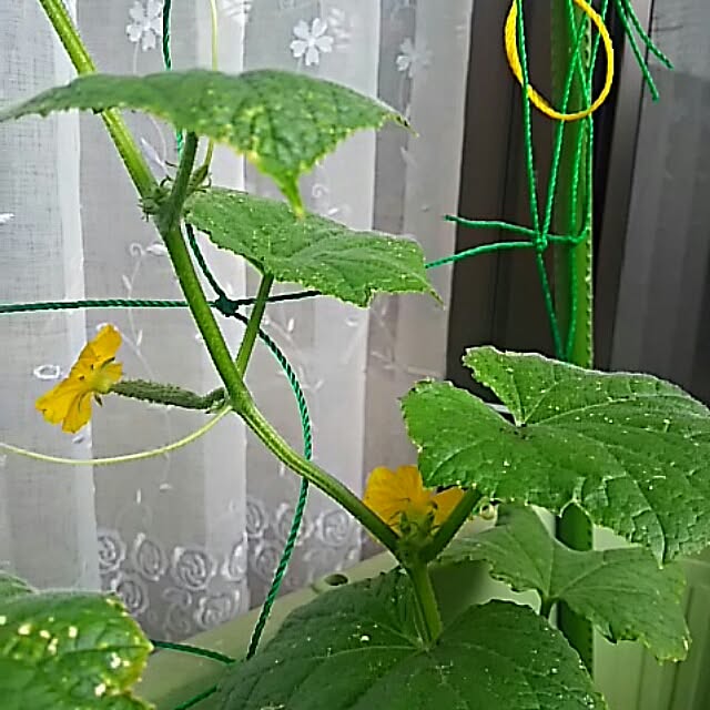 Shochanさんの実例写真