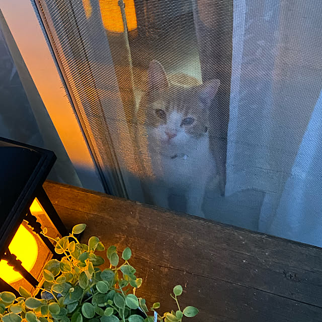 mintteaさんの実例写真