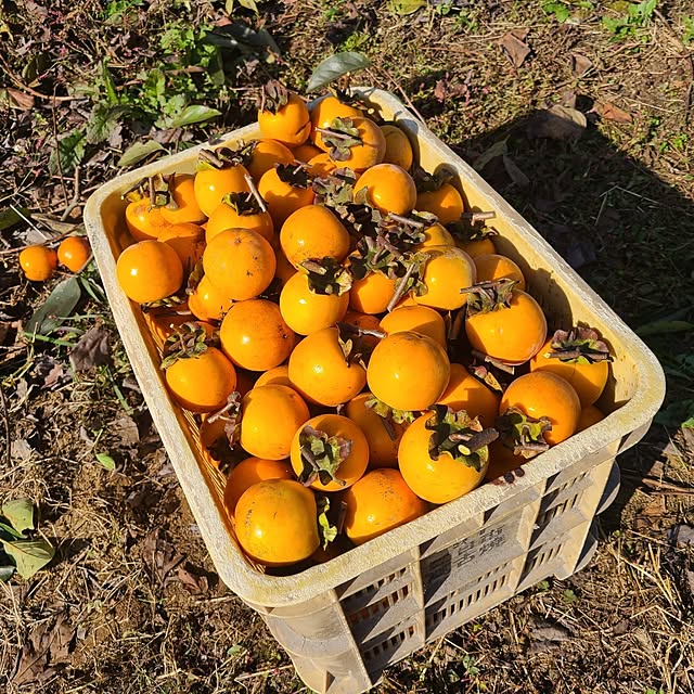 Rubiconさんの部屋