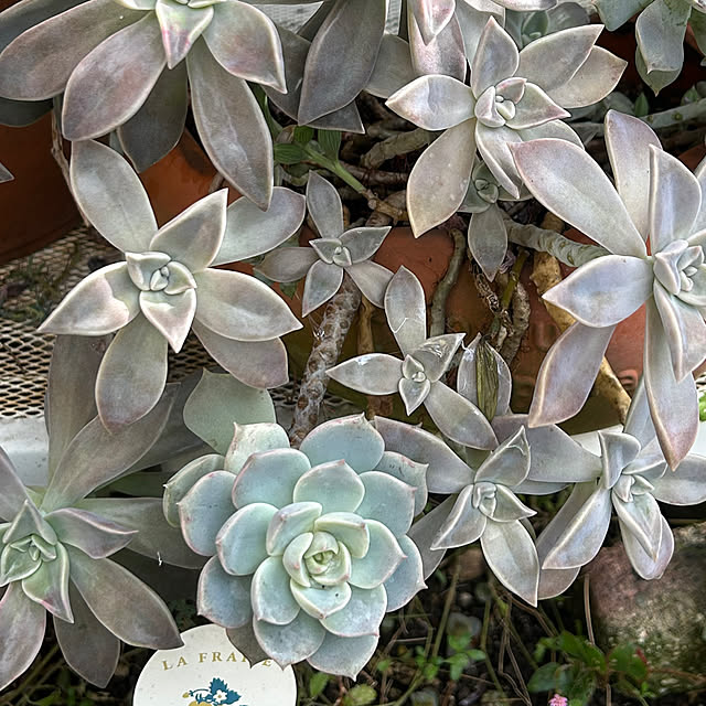 Sayasseさんの実例写真