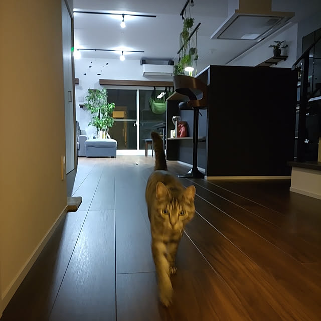 dsimbaさんの実例写真