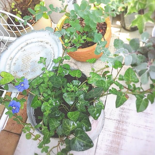 rookuさんの実例写真