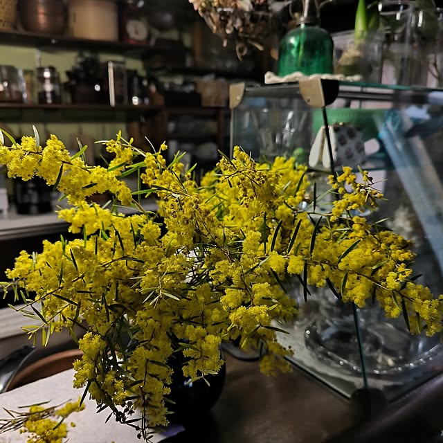 koyutan-mjmさんの実例写真