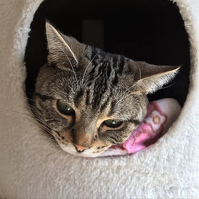 tomommyさんの実例写真