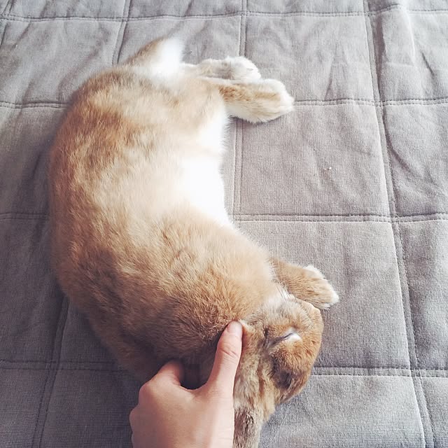 aoさんの実例写真