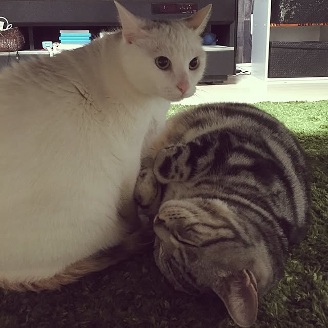 hiro_mashさんの実例写真