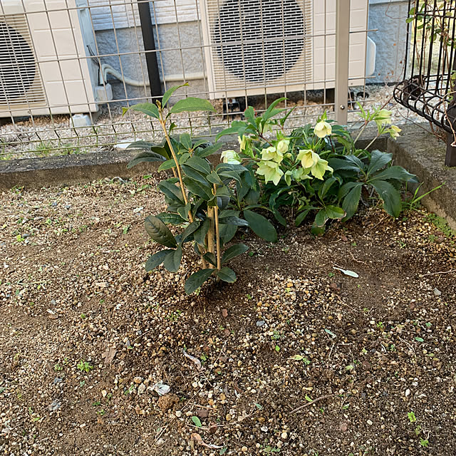 nashikouさんの実例写真