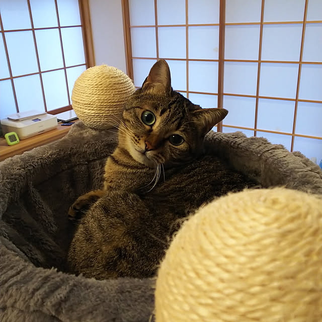 youkoasaさんの実例写真