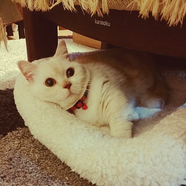 6catsさんの実例写真