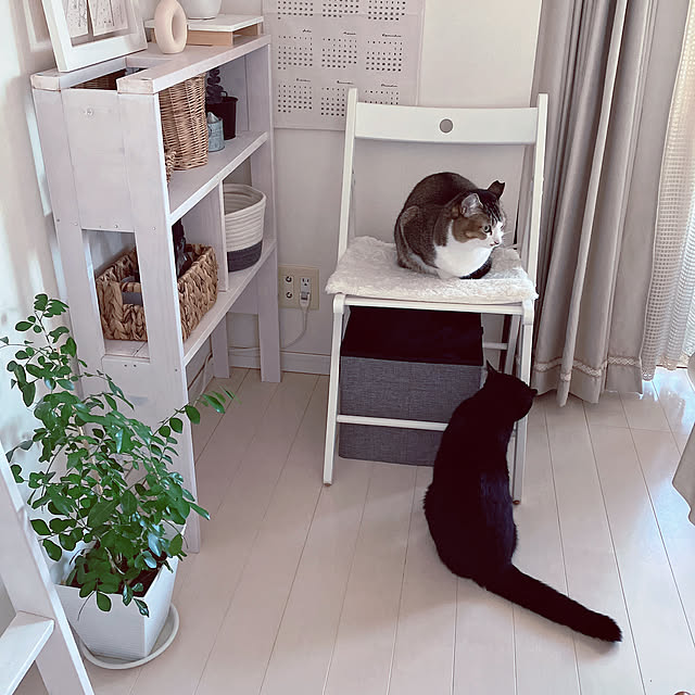 nekomiさんの実例写真