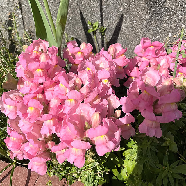 yokoさんの部屋