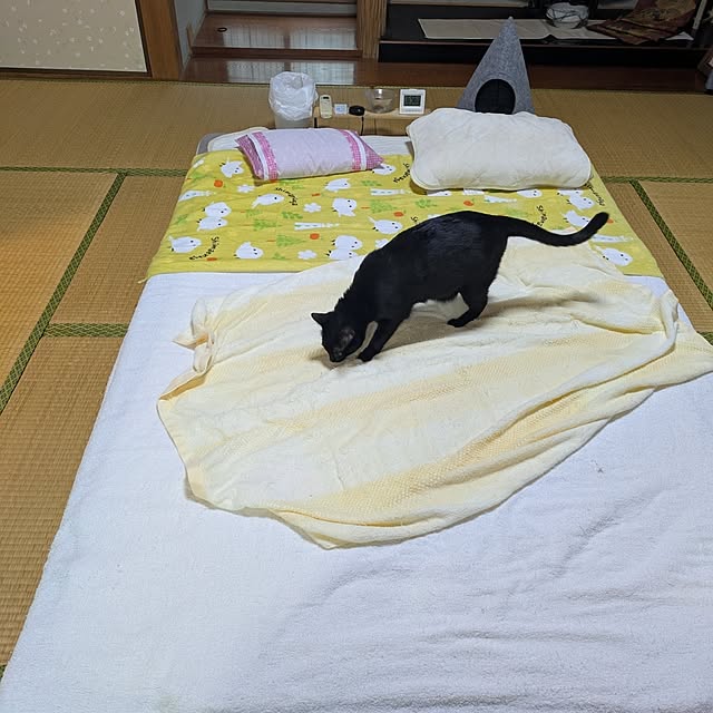 ベッド周り/夏の暮らし準備/黒猫ランのインテリア実例 - 2026-05-28 07:08:10