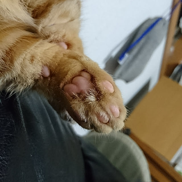 shinobuさんの実例写真
