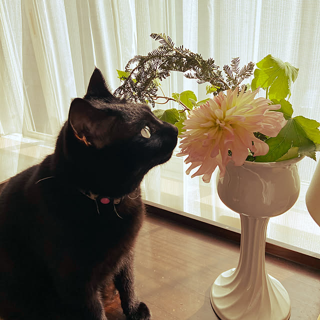 haacyuさんの実例写真