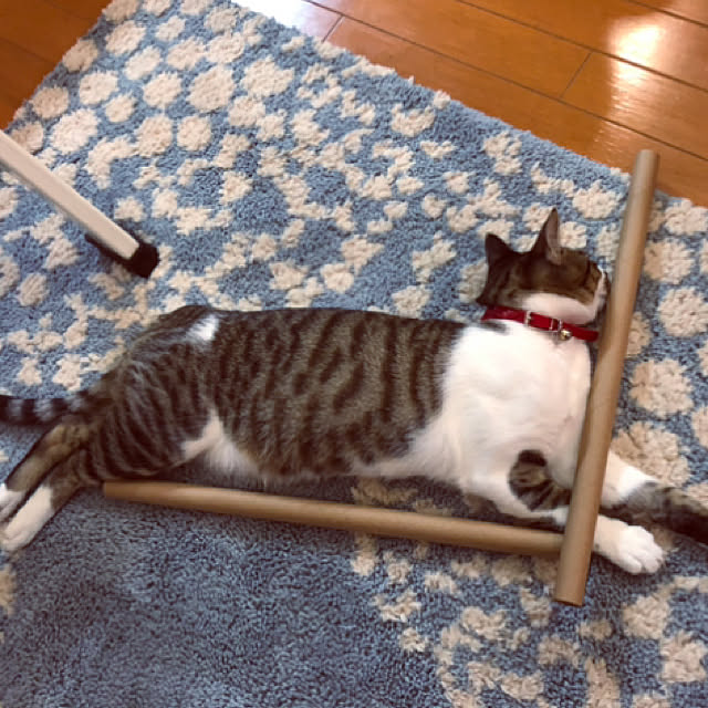 jijiさんの実例写真