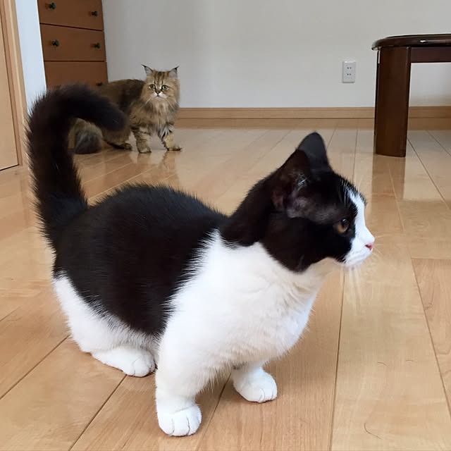 butachanさんの実例写真