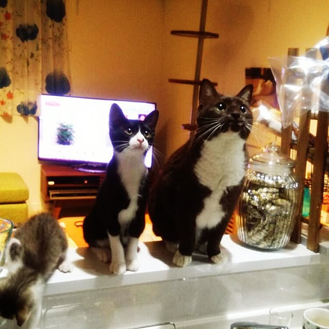 Gomaさんの実例写真
