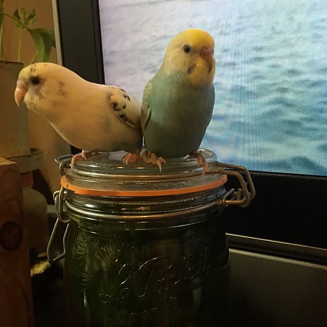miakさんの実例写真