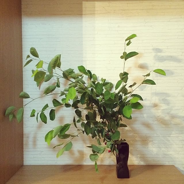 玄関/入り口/ベリーの木/植物のインテリア実例 - 2016-05-30 16:10:57