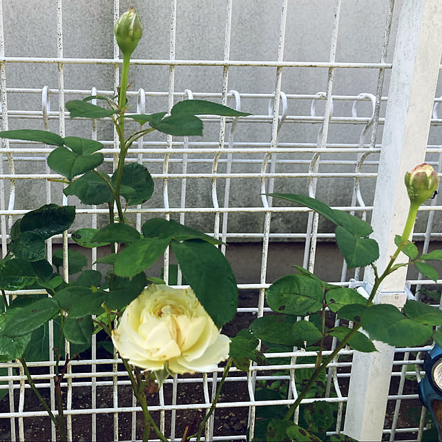 CoCo0617さんの部屋