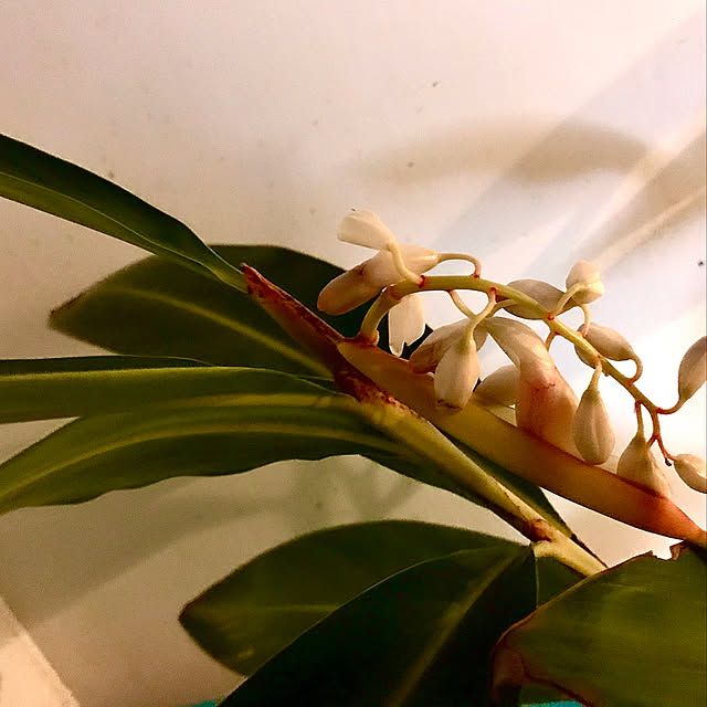 蕾/月桃/観葉植物/観葉植物のある暮らし/見てくれてありがとうございます...などのインテリア実例 - 2021-06-14 16:47:51