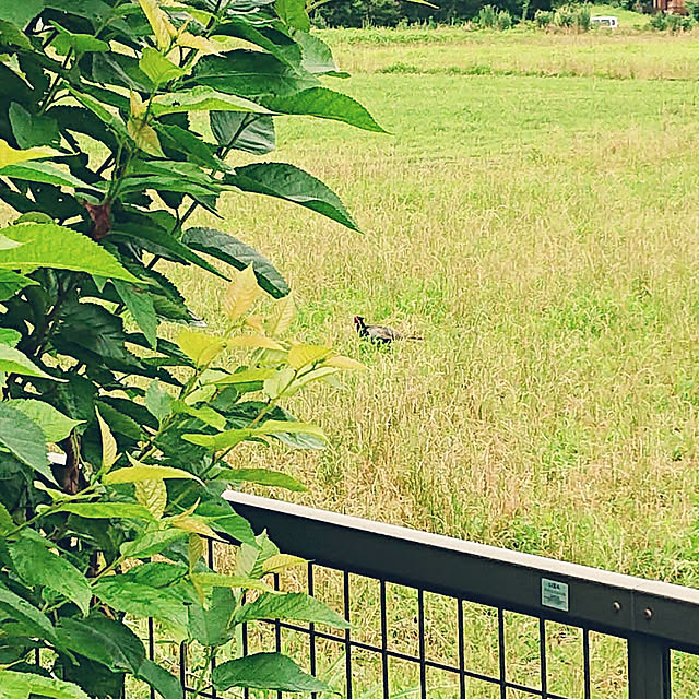 akeさんの実例写真