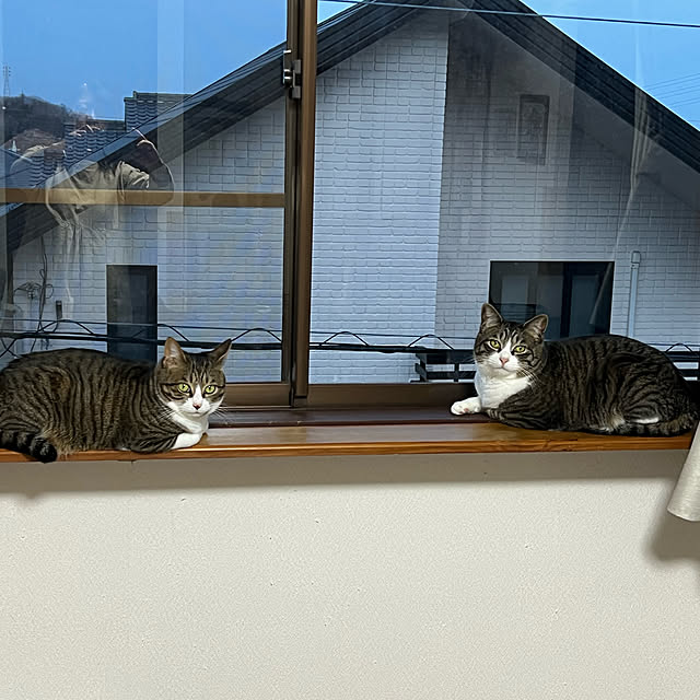 halu8686さんの実例写真