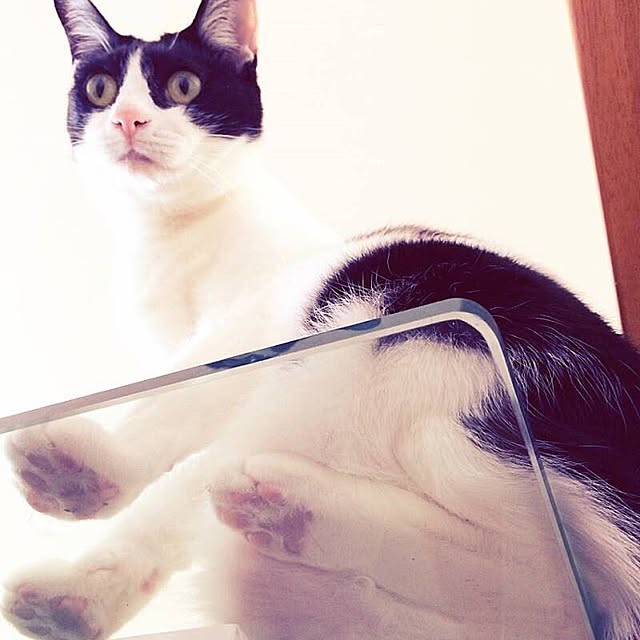 meromiruさんの実例写真