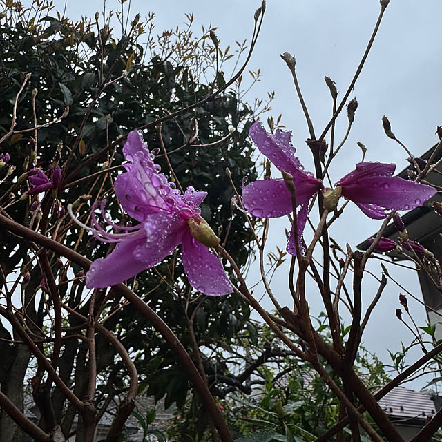 mamizaさんの部屋