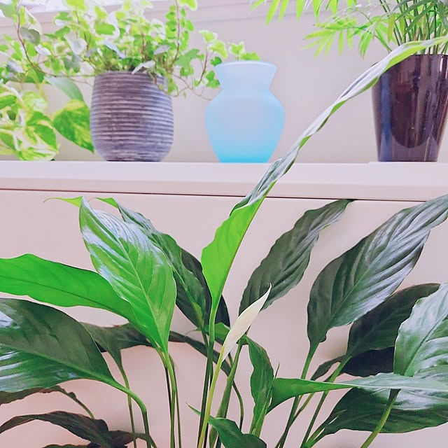 surviveさんの部屋