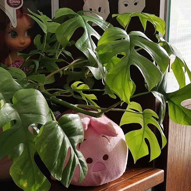 monsieurdebalpさんの実例写真