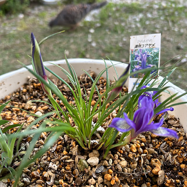 sukkorobiさんの部屋