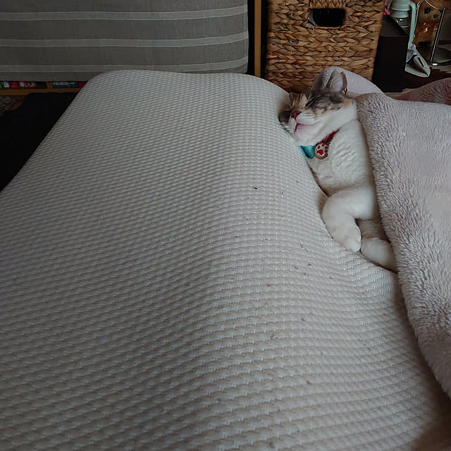 fukuさんの実例写真