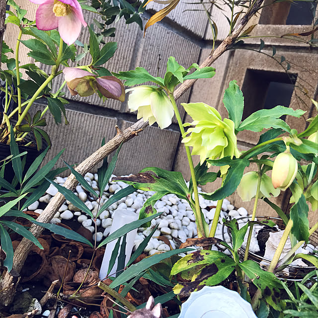 satominさんの実例写真