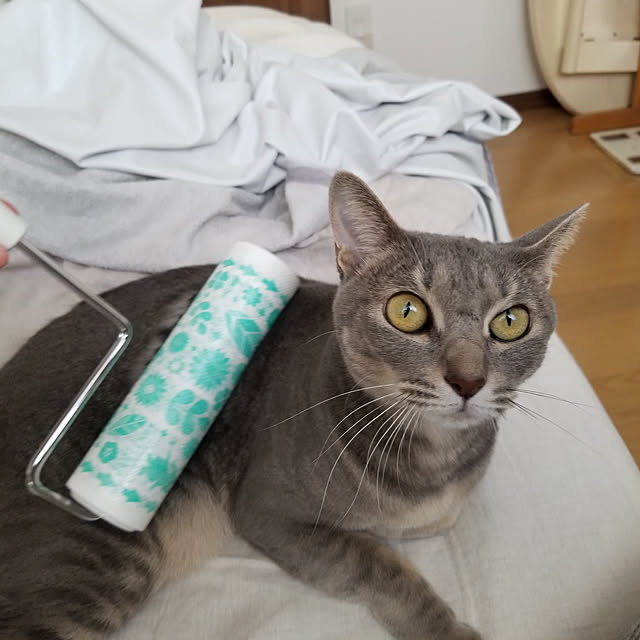 yukiさんの実例写真