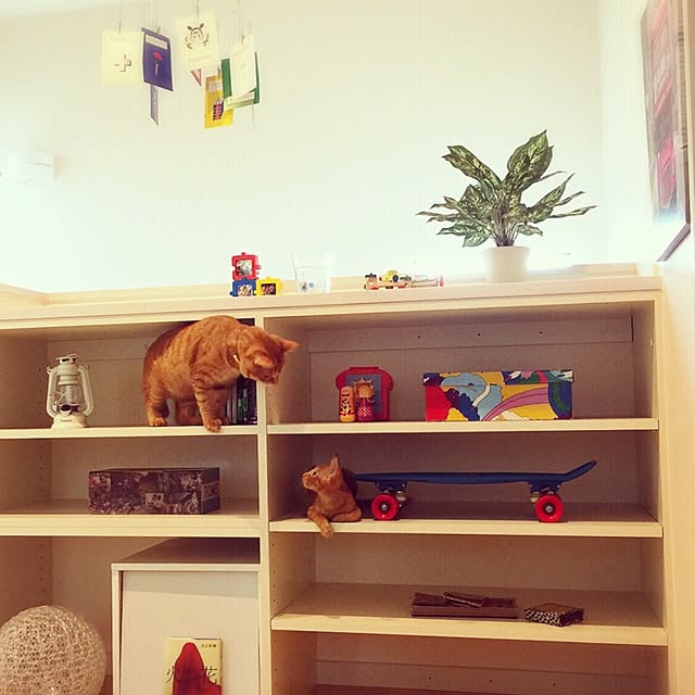 棚/ねこのいる日常/観葉植物のインテリア実例 - 2016-07-28 15:49:13