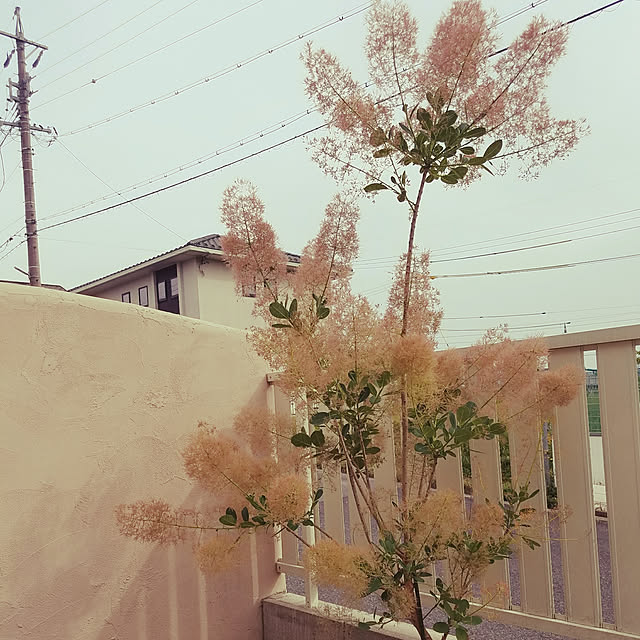 A.hさんの実例写真
