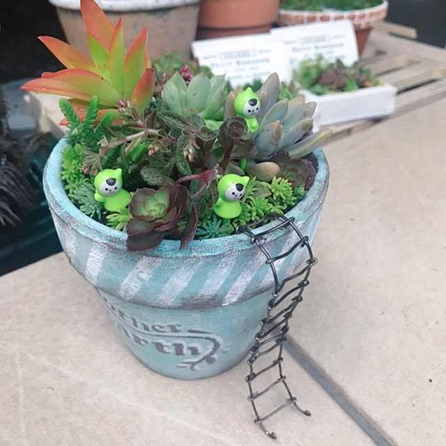 portulacaさんの実例写真