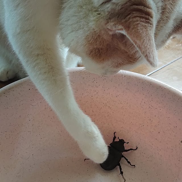 NOAHさんの部屋