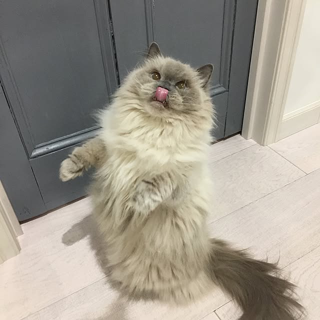 yuchiさんの実例写真