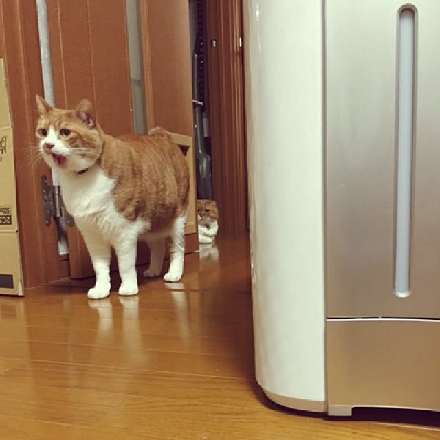 pikkariさんの実例写真
