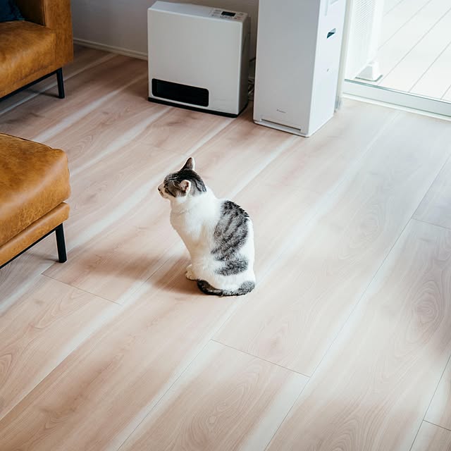 猫のいる暮らし/猫のいる風景/部屋全体のインテリア実例 - 2022-11-29 16:18:54