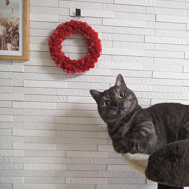 tomatoさんの実例写真