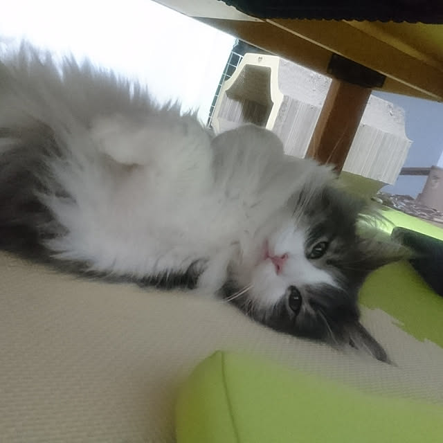 shinobuさんの実例写真
