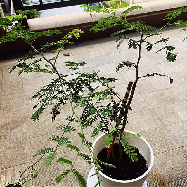 Maikoさんの実例写真