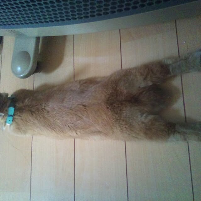 acaさんの実例写真